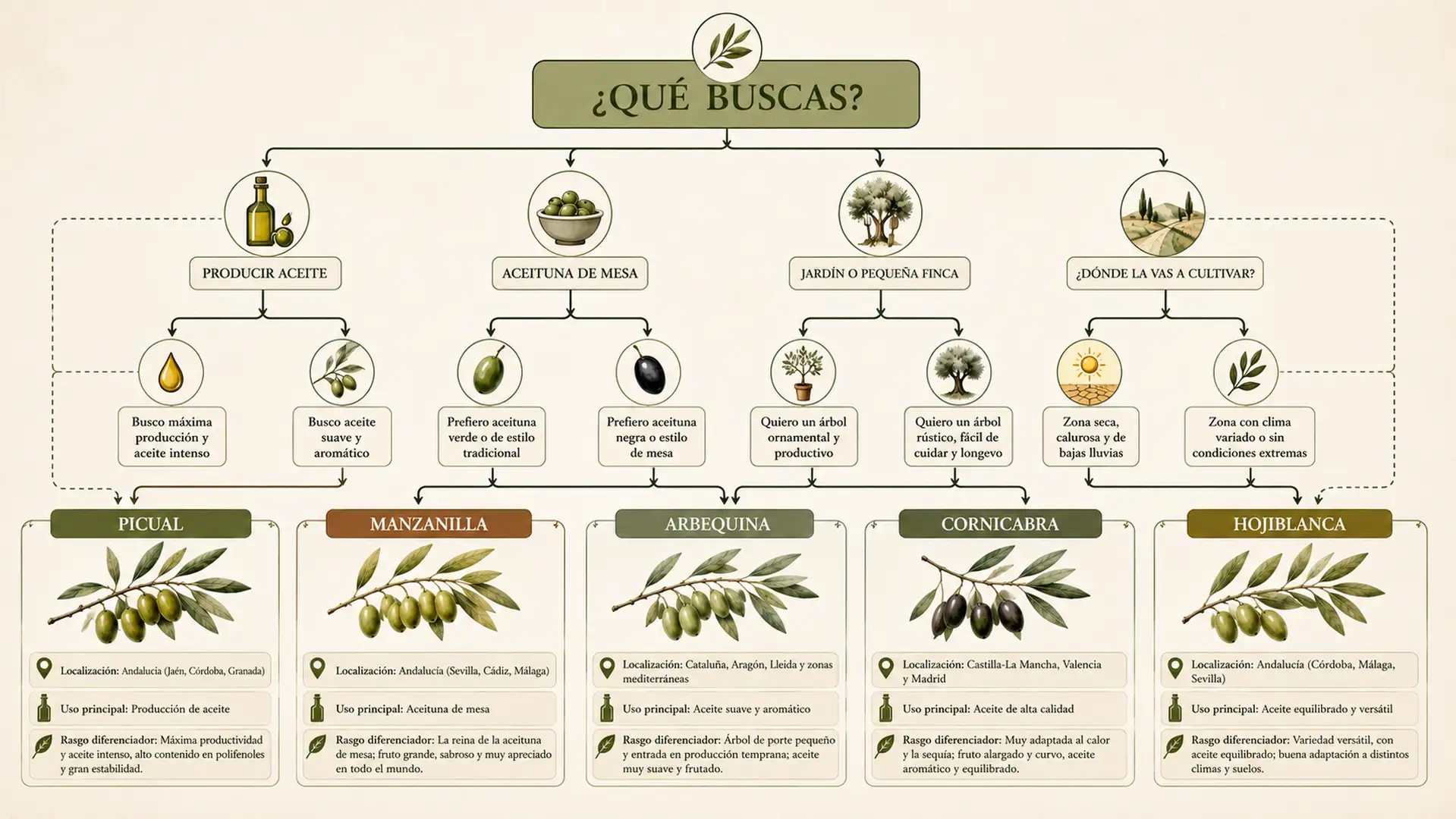 Infografía en forma de árbol de decisión para seleccionar la variedad de olivo más adecuada según el uso previsto.