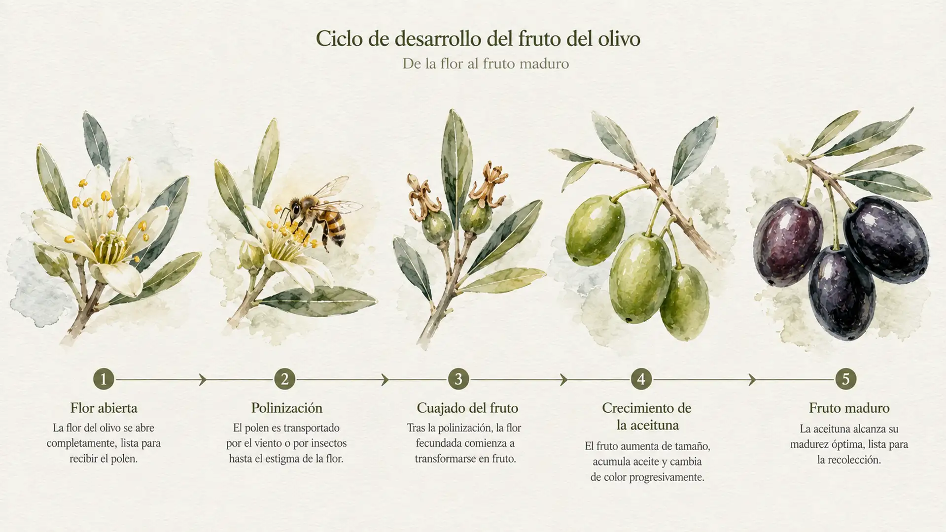 Infografía cronológica que muestra las principales etapas de formación de la aceituna.