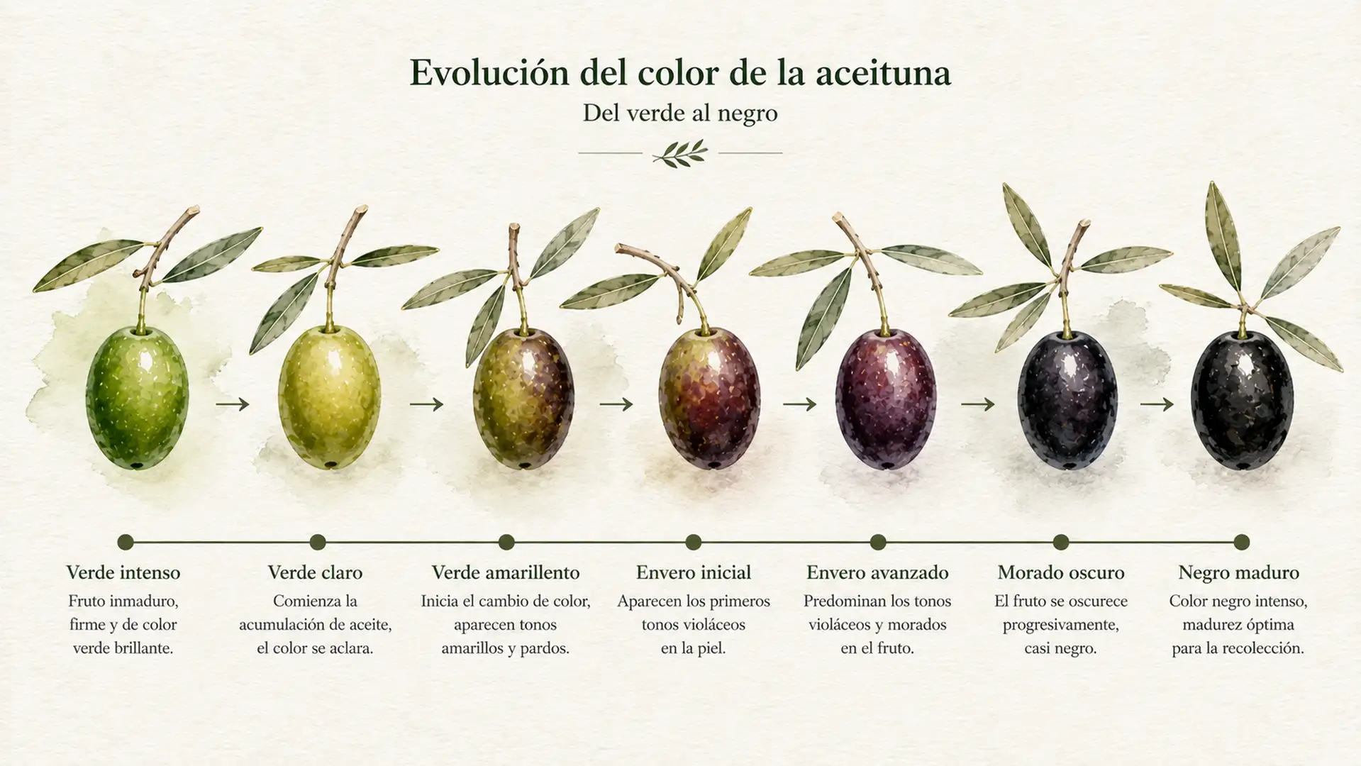 Infografía que representa el cambio de color de la aceituna durante su proceso de maduración.