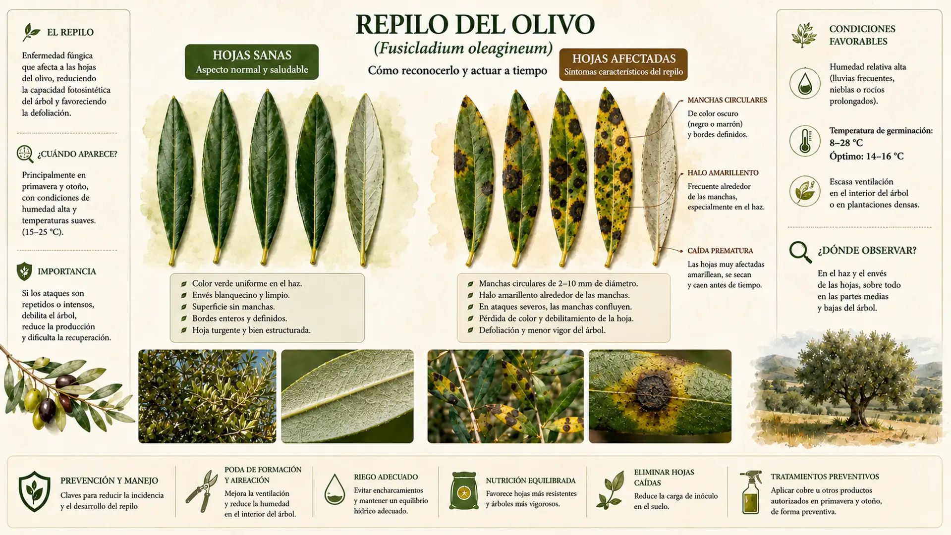 Cómo reconocer el repilo