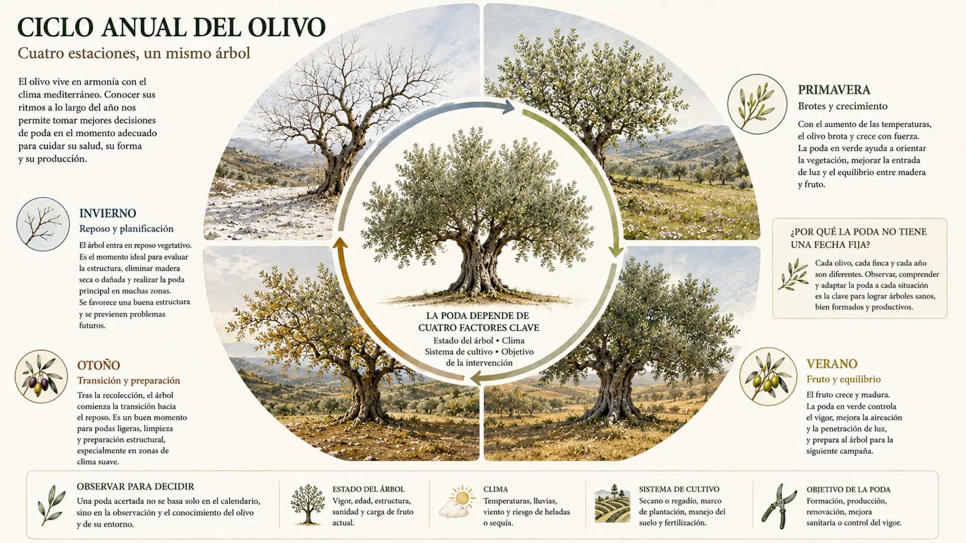 Infografía sobre los principales factores que condicionan el momento adecuado para podar un olivo.