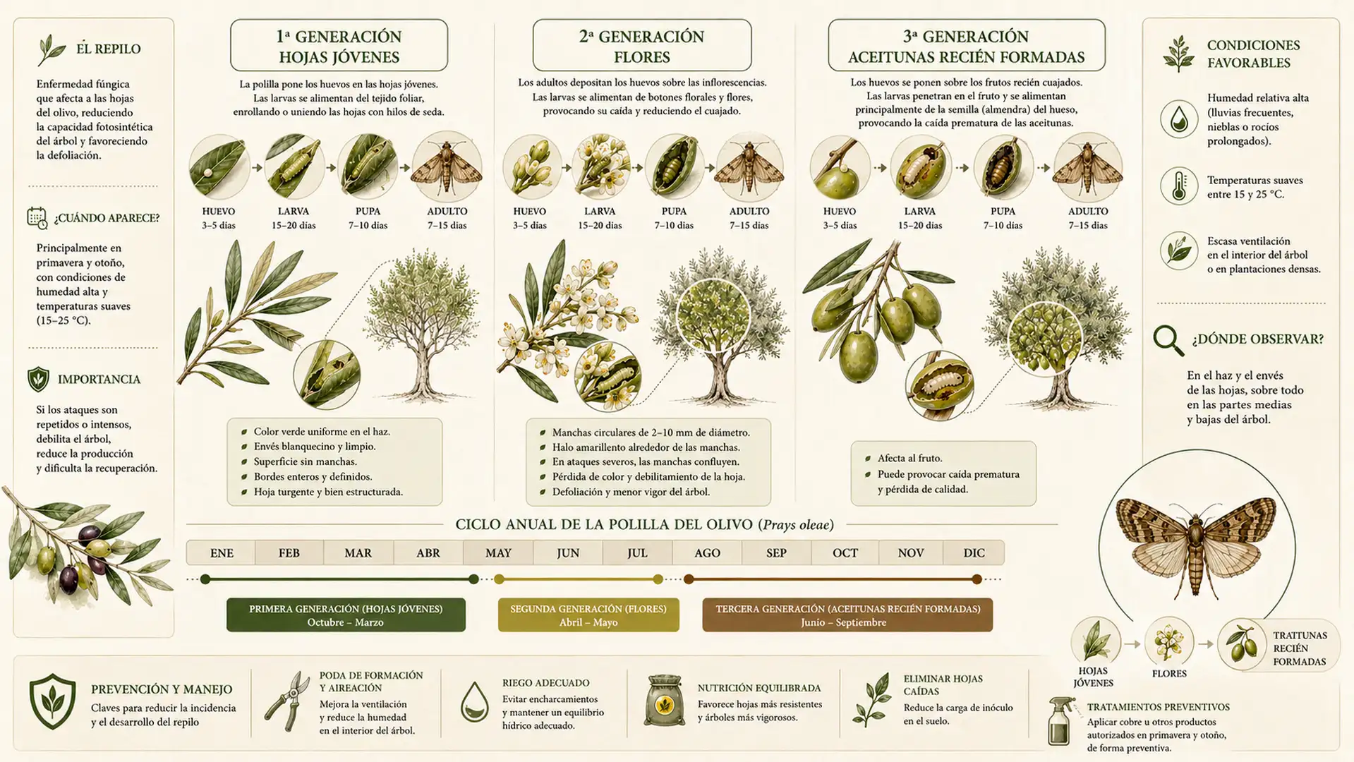 Infografía cronológica mostrando las tres generaciones anuales de la polilla del olivo y la parte del árbol afectada en cada fase.