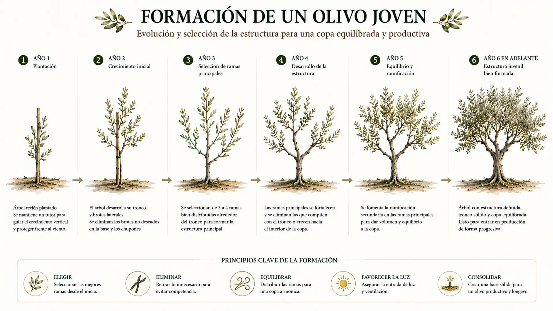 Evolución de la estructura de un olivo joven durante las diferentes etapas de la poda de formación.