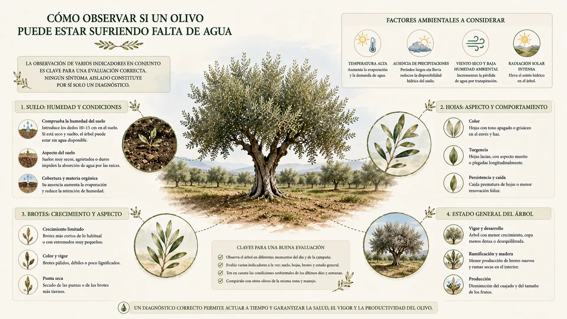 Infografía con señales del suelo y del olivo para valorar sus necesidades de agua.
