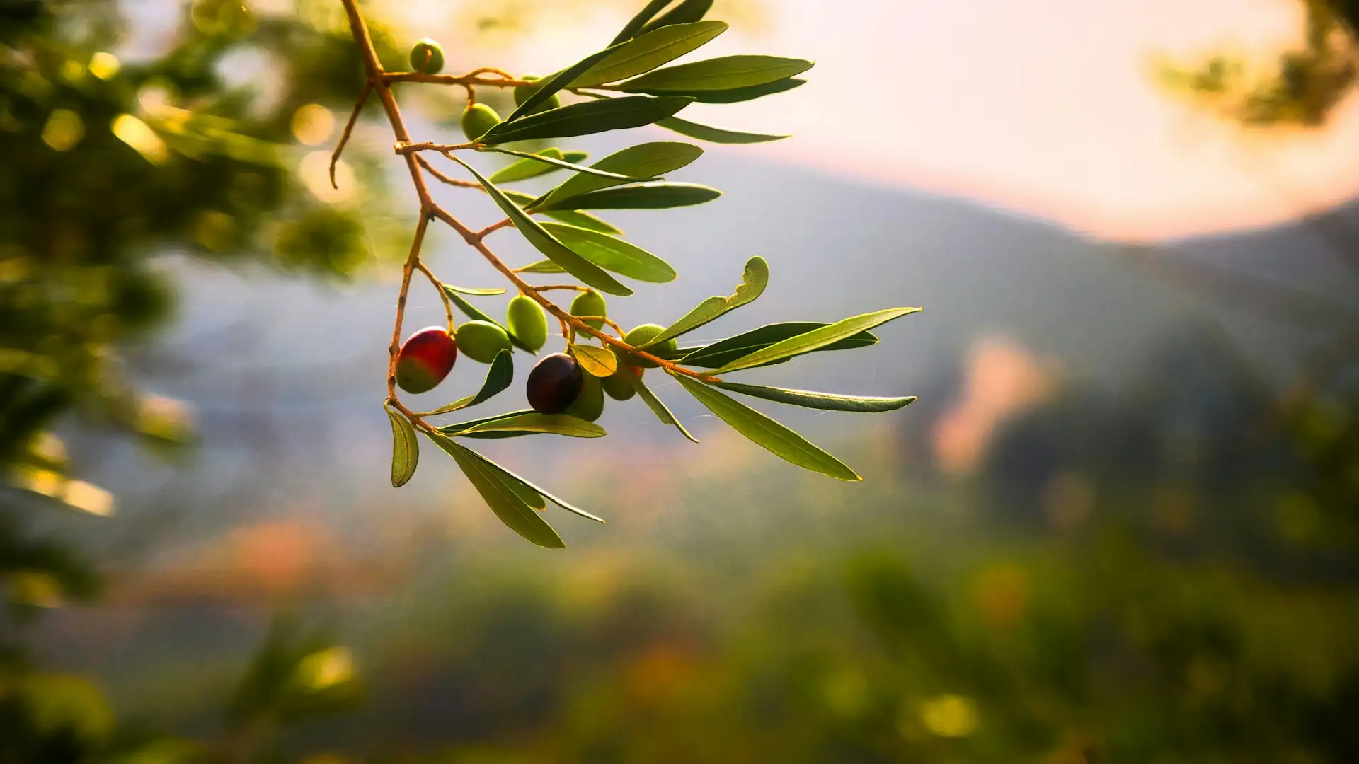 Aceitunas en una rama en diferentes estados de maduracion